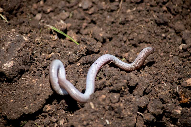Ruw materiaal als sleutel tot een levende (moes)tuinbodem