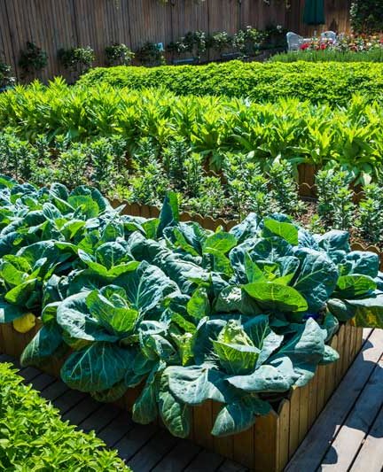 Hoort kalk thuis in een natuurlijke moestuin?