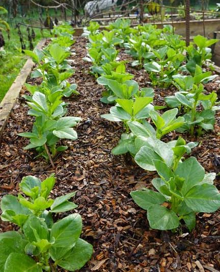 Tuinbonen kweken