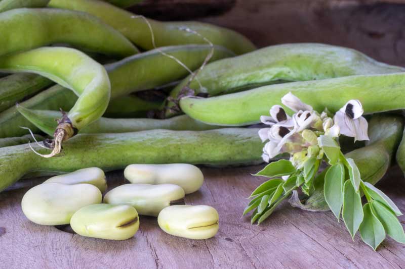 Tuinbonen oogsten