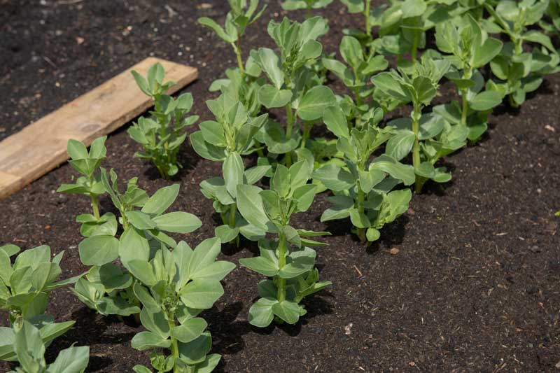 Tuinbonen verzorgen