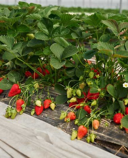 Aardbeien kweken