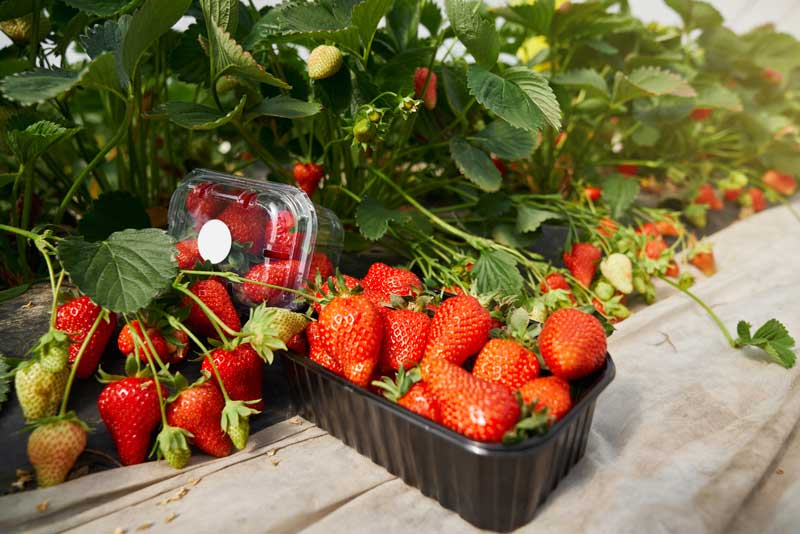 Aardbeien oogsten