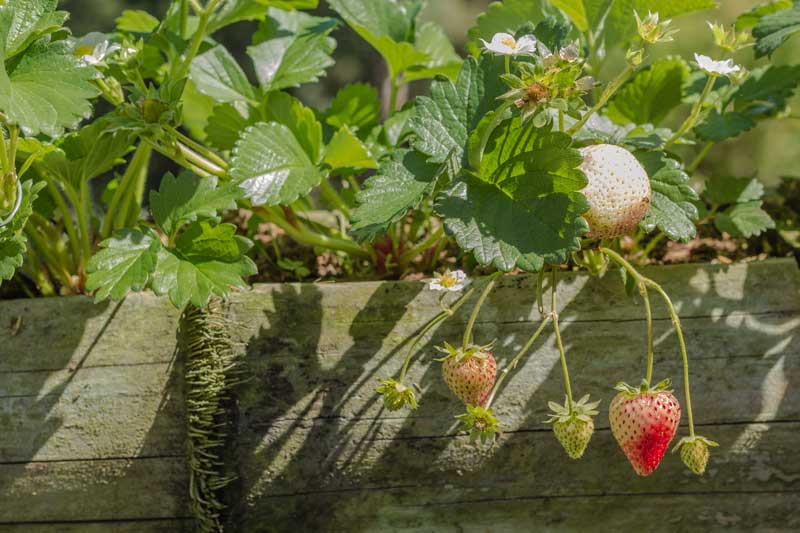 Aardbeien verzorgen