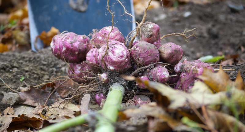 Aardpeer oogsten