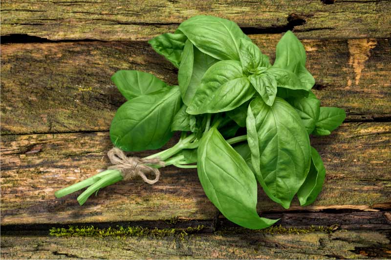 Baslilicum oogsten
