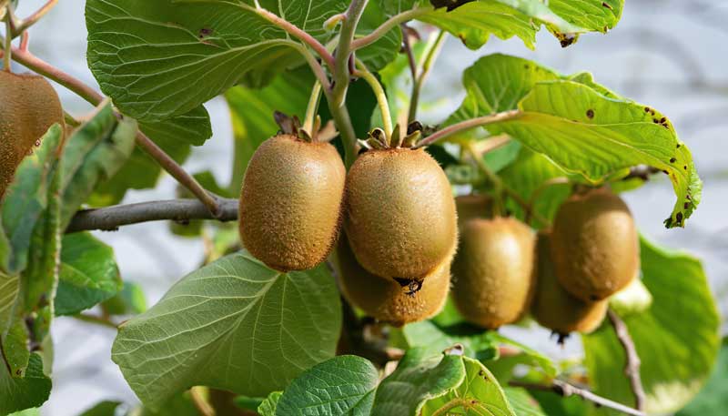Kiwi verzorgen