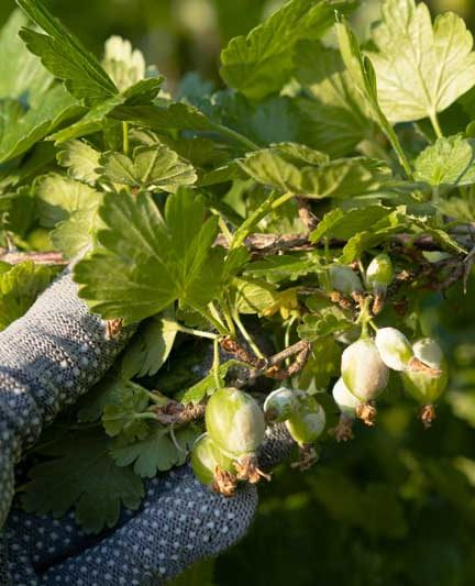 Paardenmest voor de moestuin?
