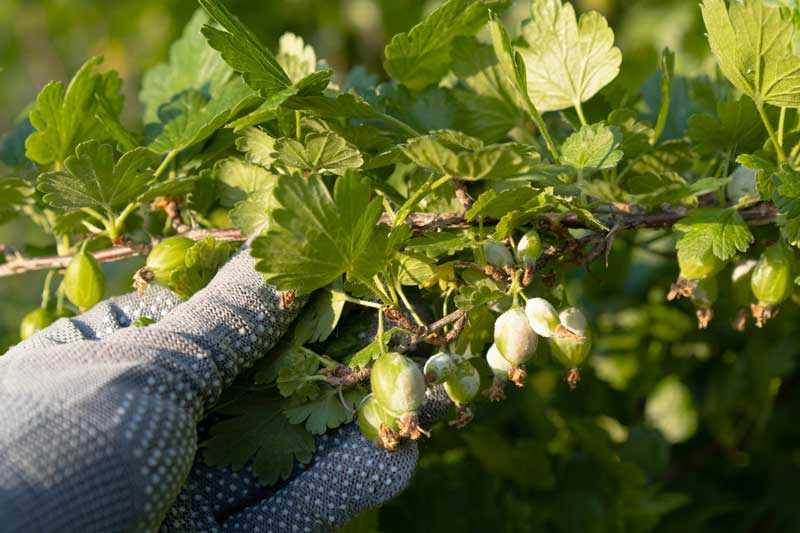De 5 grootste plagen in de moestuin