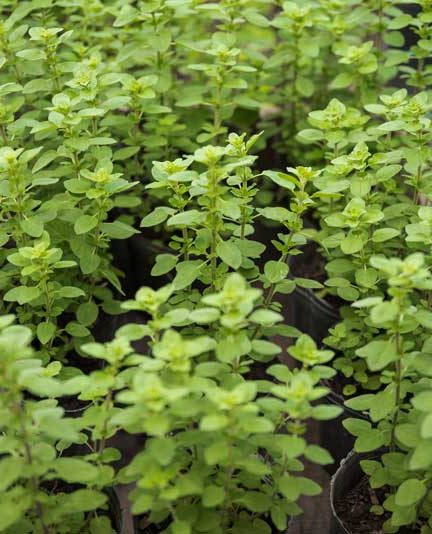 Oregano kweken