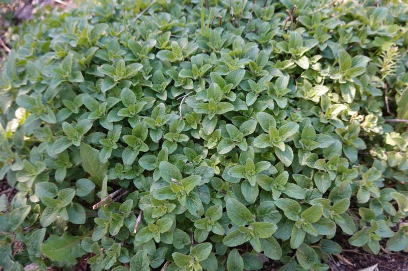 Oregano verzorgen