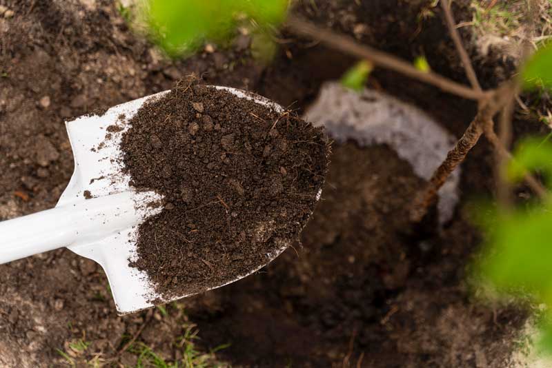 Paardenmest voor de moestuin?
