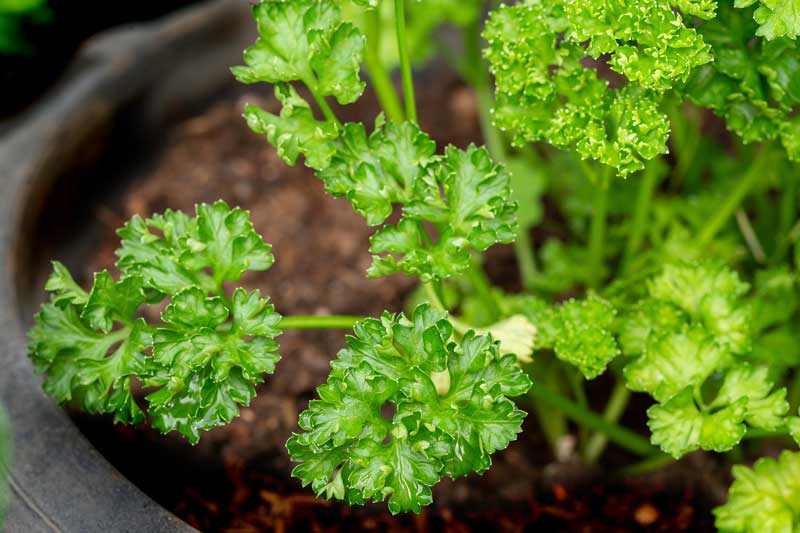 Peterselie kweken