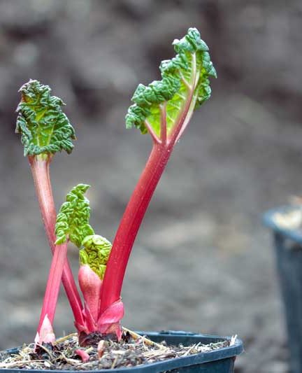 Aardbeien kweken