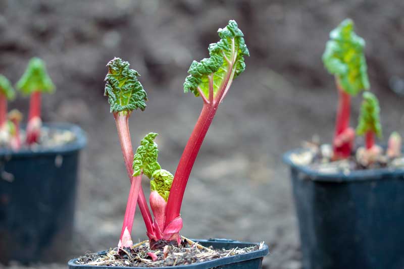 Rabarber kweken