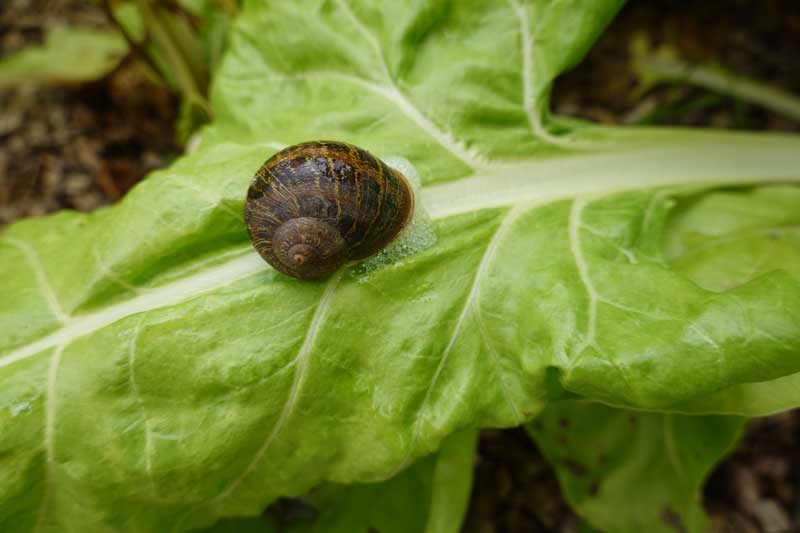 Slakken in je moestuin bestrijden