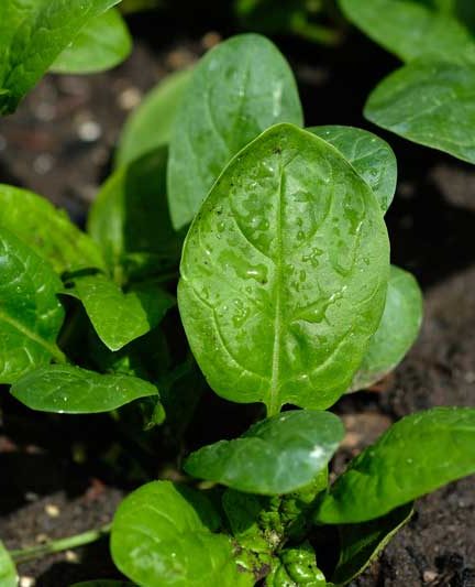 Slakken in je moestuin bestrijden?