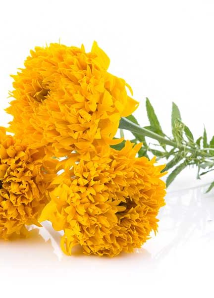 Goudsbloemen kweken