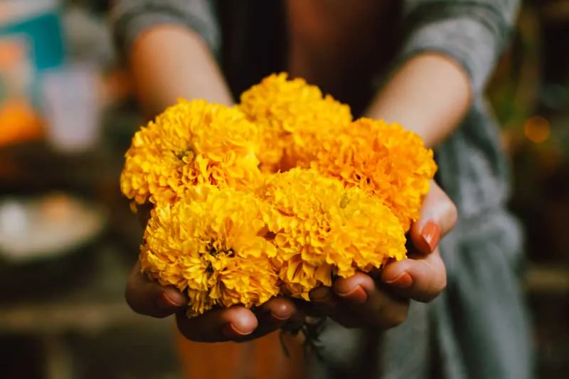 Goudsbloemen oogsten