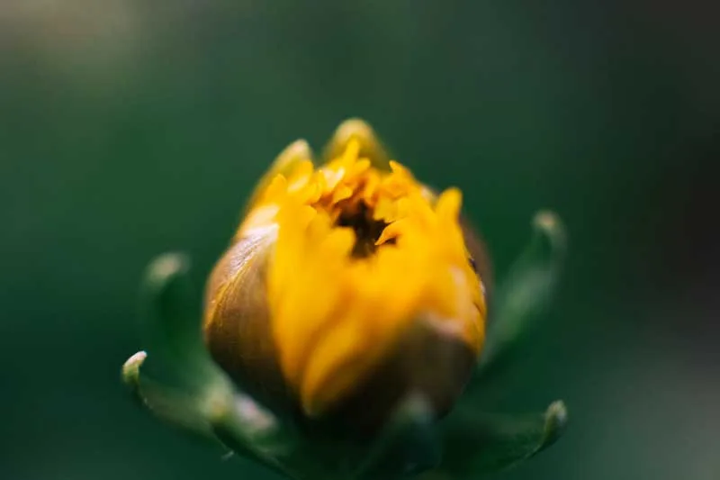 Goudsbloemen verzorgen