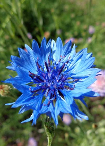 Korenbloem kweken