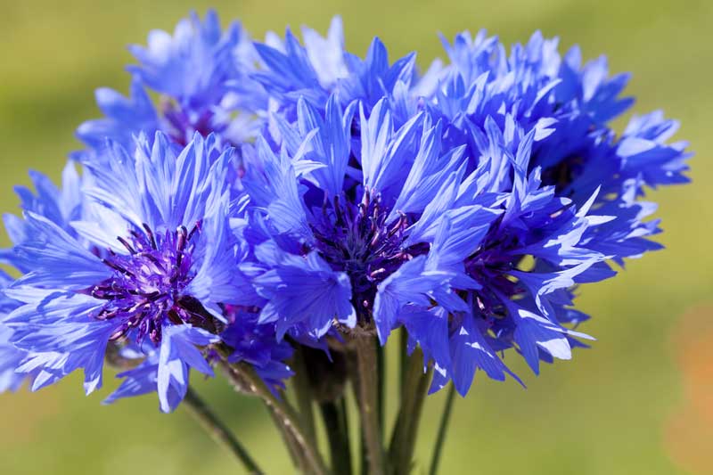 Korenbloem oogsten