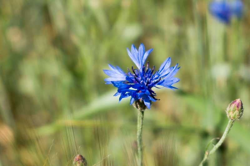 Korenbloem verzorgen