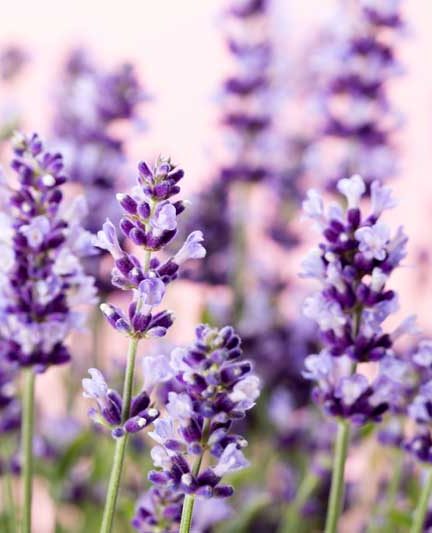 Lavendel kweken