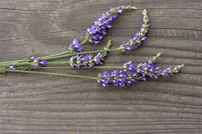 Lavendel oogsten