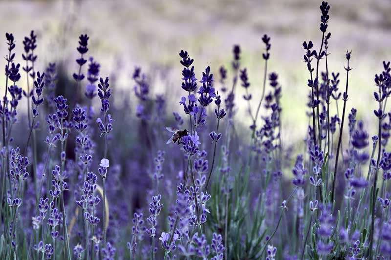 Lavendel verzorgen