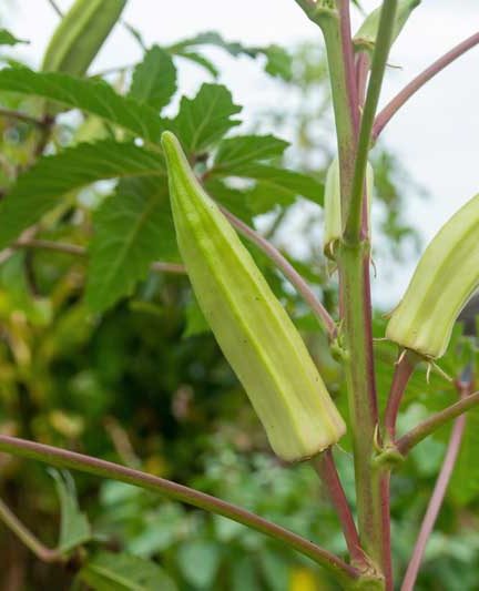 Okra kweken