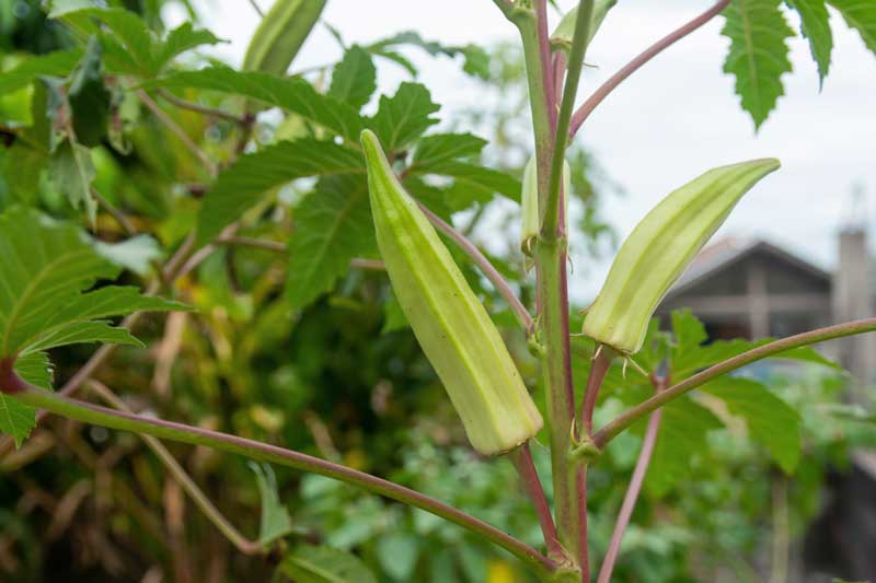 Okra kweken