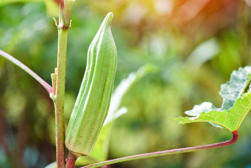 Okra oogsten