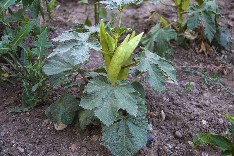 Okra verzorgen