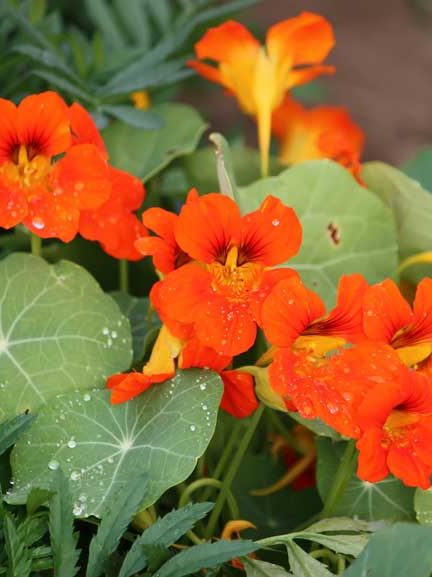 Oost-Indische kers kweken