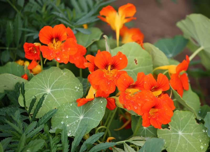 Oost-Indische kers kweken