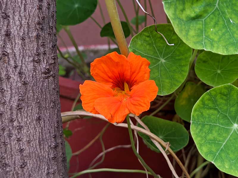 Oost-Indische kers oogsten