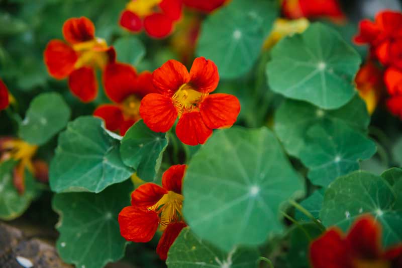 Oost-Indische kers verzorgen