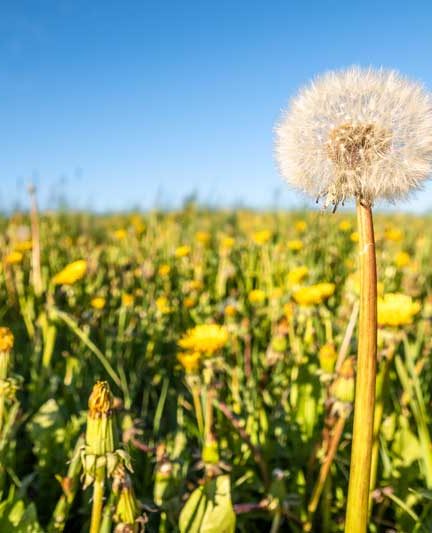 Paardenbloemen