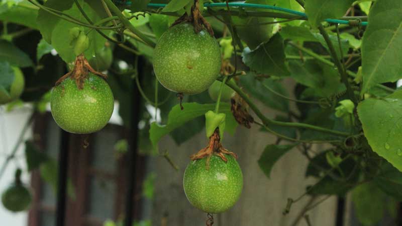 Passievrucht kweken