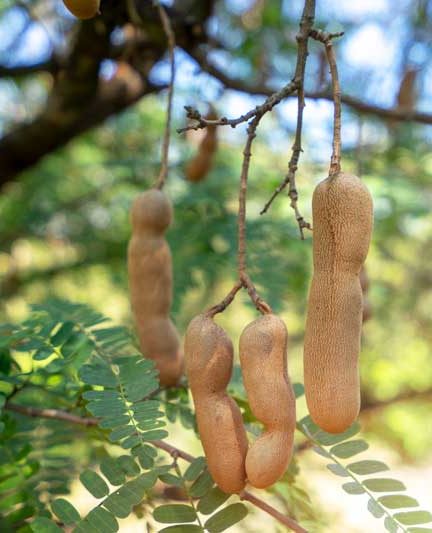 Tamarinde kweken