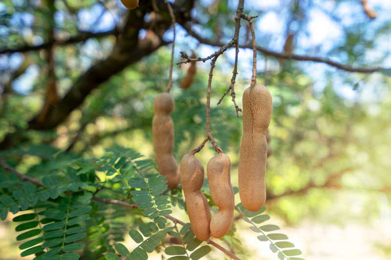 Tamarinde kweken