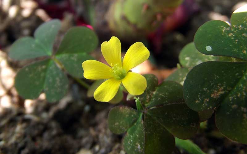 Gehoornde klaverzuring
